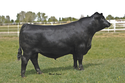 Sitz Investment 660Z